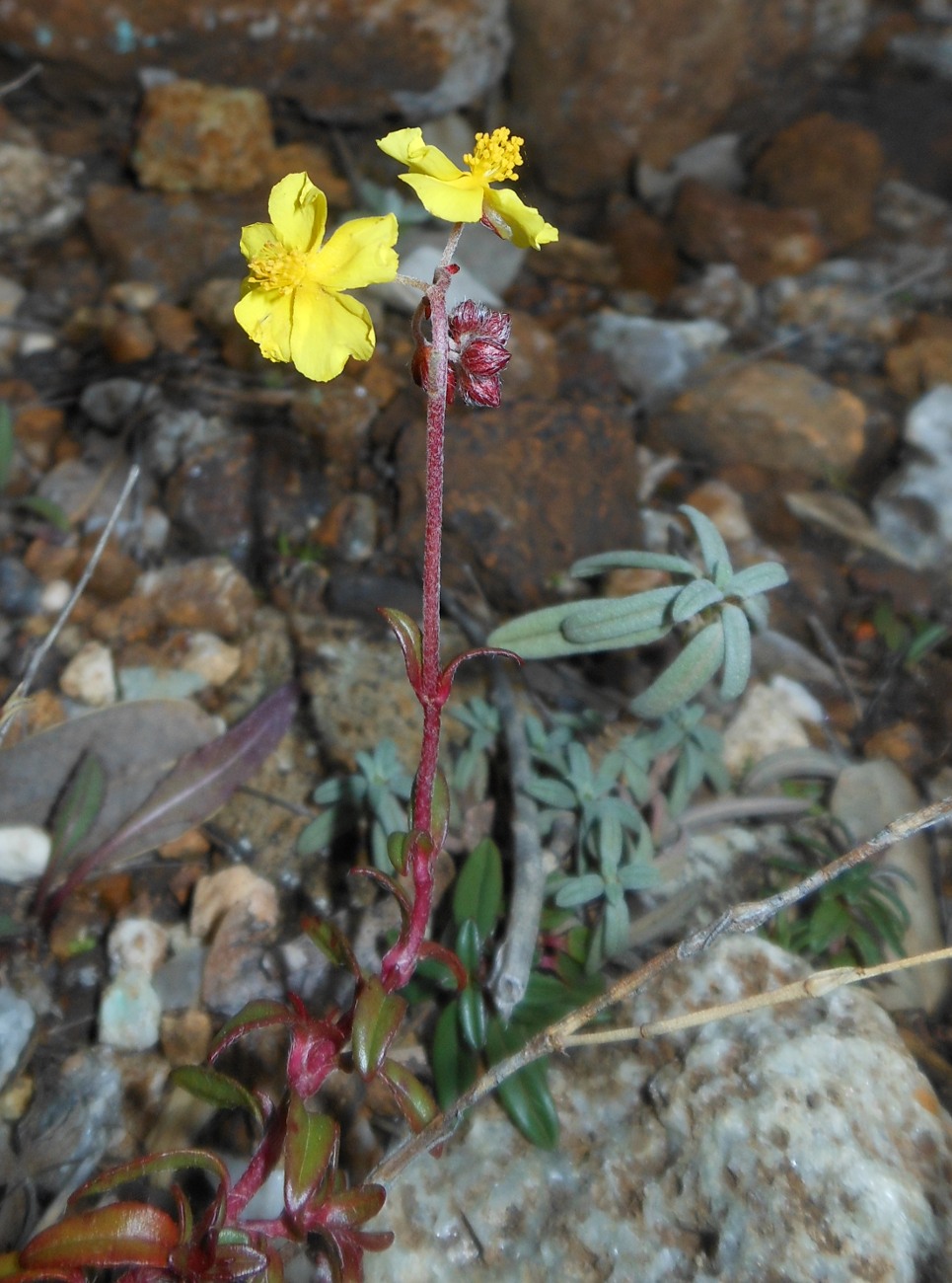 Helianthemum oelandicum subsp. italicum / Eliantemo rupino